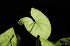 Syngonium. Photo by Siniša Bužan