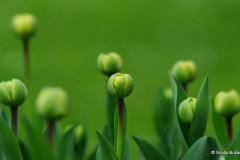 Pupoljci tulipana. Photo by Siniša Bužan